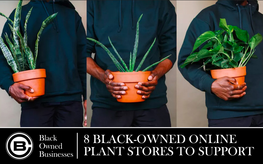8 Black-Owned Online Plant Stores to Support